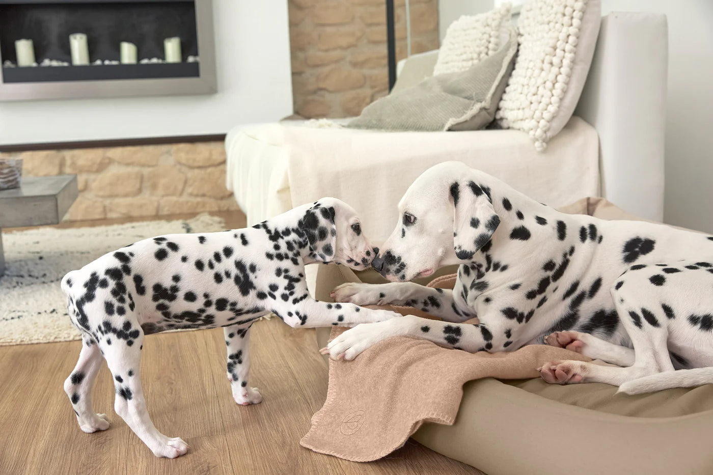 Hundedecke M Mathilda Ahorn Palopa