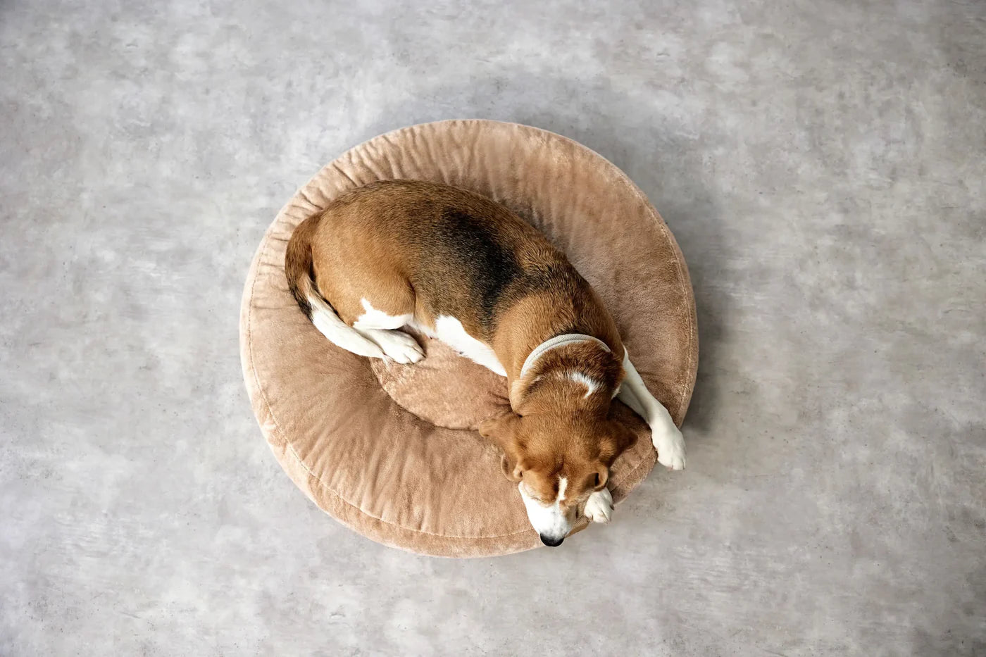 Hundebett Rund Fippa Beige Palopa