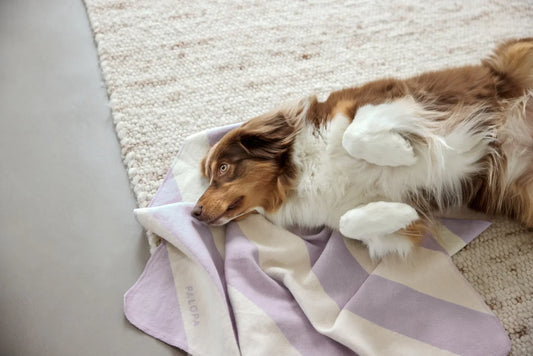 Hundedecke M Ida Streifen Lila Palopa
