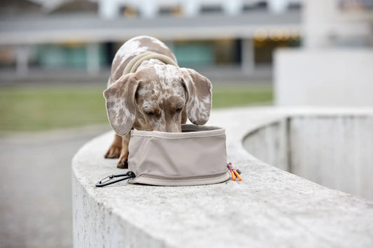 Leckerlibeutel Emma Taupe & Hundenapf Tura Taupe Palopa